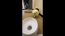 When Dog Needs No Human Anymore