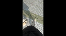 When You Let Go of the Leash while Walking Dog