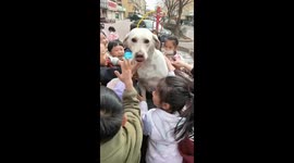 Labrador Surrounded by Kids