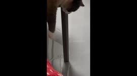 Cat Drools in Its Sleep