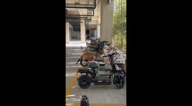 Orange Cat Pees in Helmet