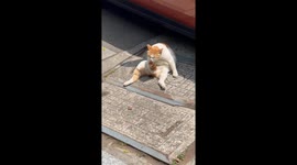 Cat Grooms Itself