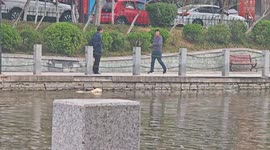 Dog Swims Near Shore