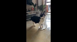 Tap Dancing Kitten