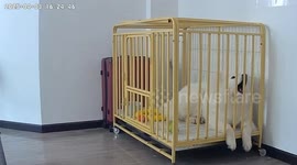 Samoyed Bites Cage Pole