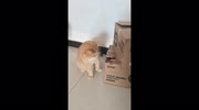temp