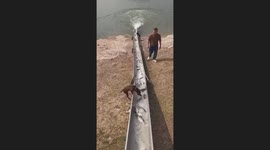 Dog Runs Around Fishing Boat Chute