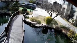 When Man and Hen Both Fell into the Pond