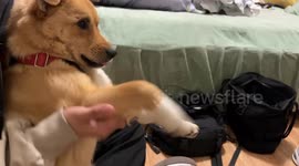 How to Play Dog Paws