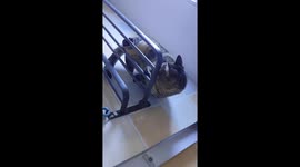 The Tabby Plays on Towel Rack