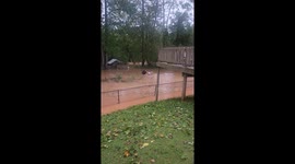 Man bravely navigates dangerous floodwaters to save chickens during Hurricane Helene