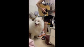 Samoyed Is Attracted by Guitar Sound