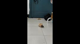 Hamster Brings Corn to the Cage