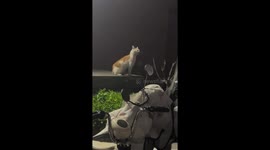 Cat Sneezes Continuously