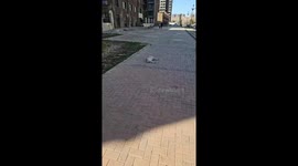 Dog Pretends to be Dead