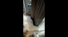 Even Cat Likes to Watch People Fight