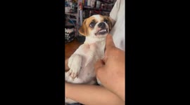 The dog bared its teeth and threatened the woman not to touch its body