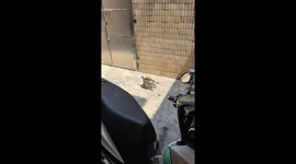 Turtles Enjoy Sunbath