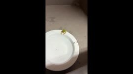 Tiny frog struggles to climb onto plate in Mauriceville, Texas, USA