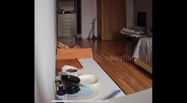 Cat in e-collar causes tumbling pet house in Beijing, China