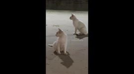 Both cats with glowing eyes surprise passerby in Jilin, China