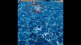 Boat overflowing with blue jellyfish in Sahuaro, Sonora, Mexico