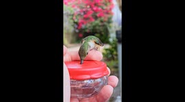 Tiny Hummingbird Drinks From Hand Feeder