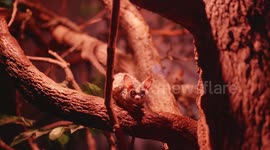 US: Bronx Zoo Unveils Dramatic World Of Darkness Exhibit After 16-Year Closure