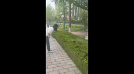 Amusing moment stray cat pops out of bushes in park after being called by a passerby