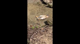 Amusing moment duck floats in pond while making ripples
