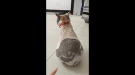 The Cat Gets Angry After Shaving