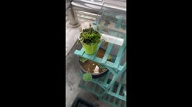 Venus Flytrap Captures Fly