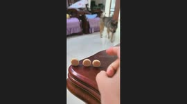 Dog Catches the Sausages With Its Mouth