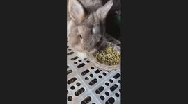 Rabbit Knocks Over Food Bowl