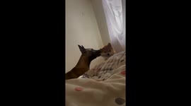 The Shiba Feels Sngry But Hesitates to React