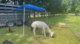 Veteran Event in Bennington