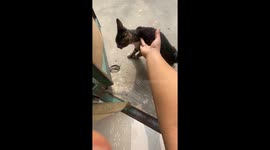 The Tabby Brings Kitten