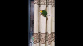 The Parrot Falls from Curtain
