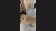 temp