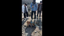 The Shiba Eager to Show Off