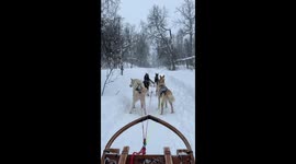 Dogs Poop While Dragging the Sled
