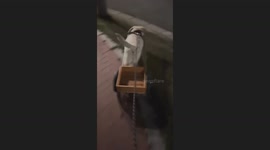 When Dog Has Better Job than You