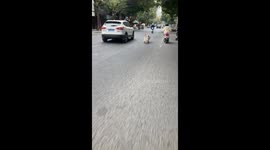 A Dog Pulls the Cart