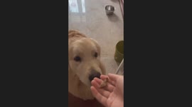 The Owner Teases Golden Retriever With Food