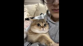 The White Cat Nips the Cheek of the Shaded Shorthair