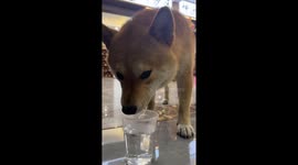 The Shiba Pretends to Drink Water
