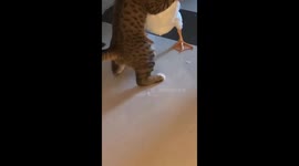 Tabby and Duck Playfully Tussle