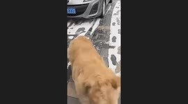 Goden Retriver Has fun