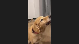 How to Make Your Dog Spit Its Food