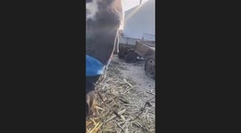 Horse Eats Tanghulu